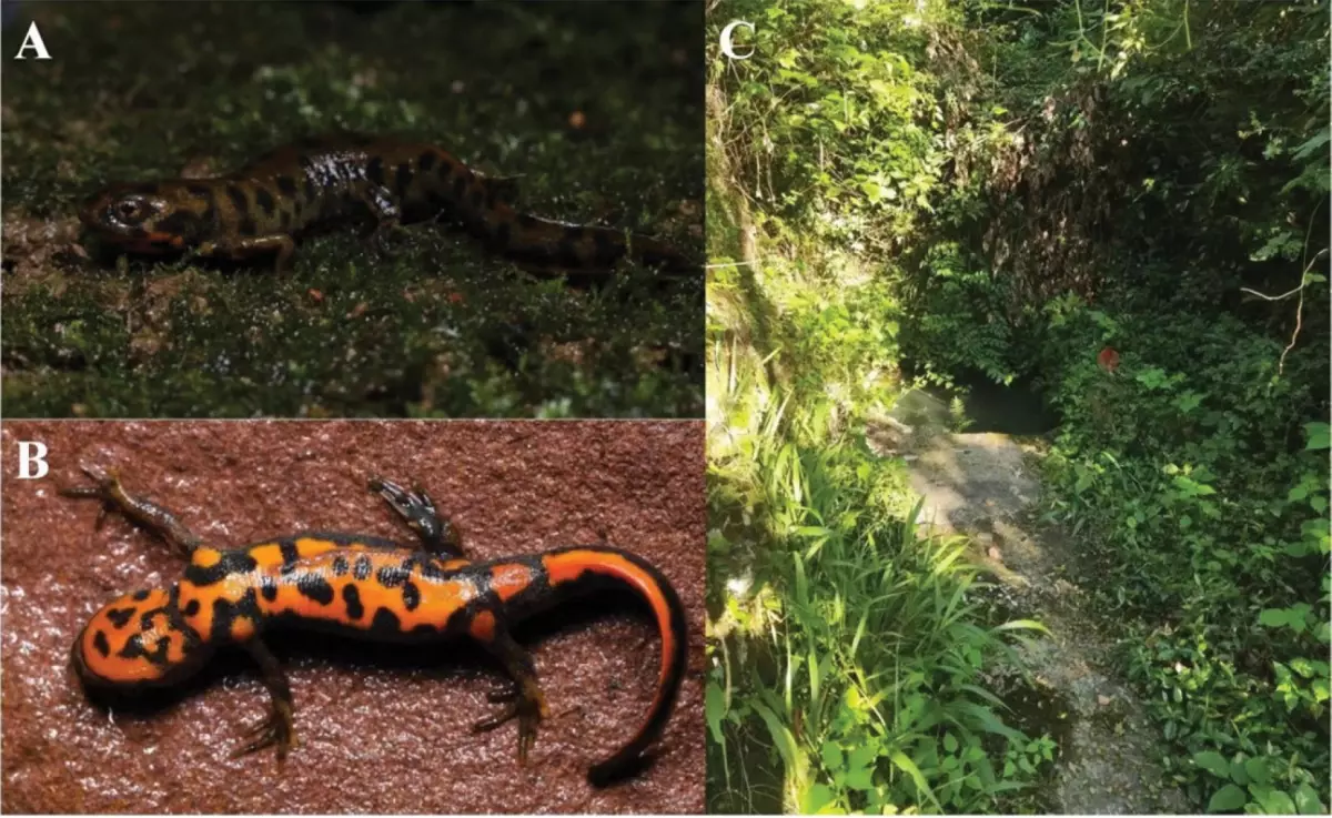 Yeni Kuyruklu Kurbağa Türü Keşfedildi