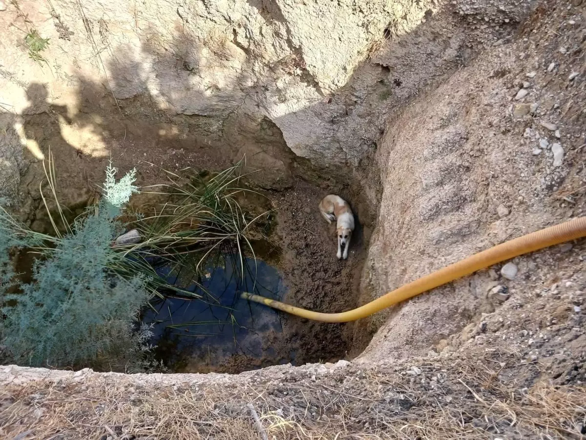 Didim\'de Kuyudan Kurtarılan Köpek Tedavi Altına Alındı