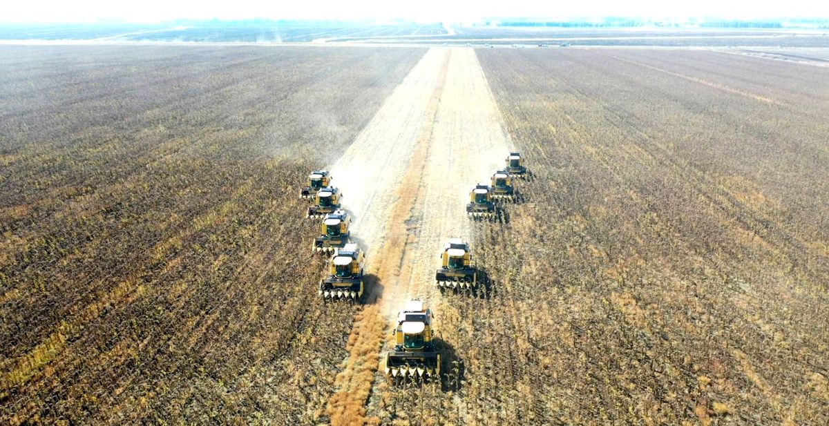 Muş\'ta Ayçiçeği Hasadı Başladı