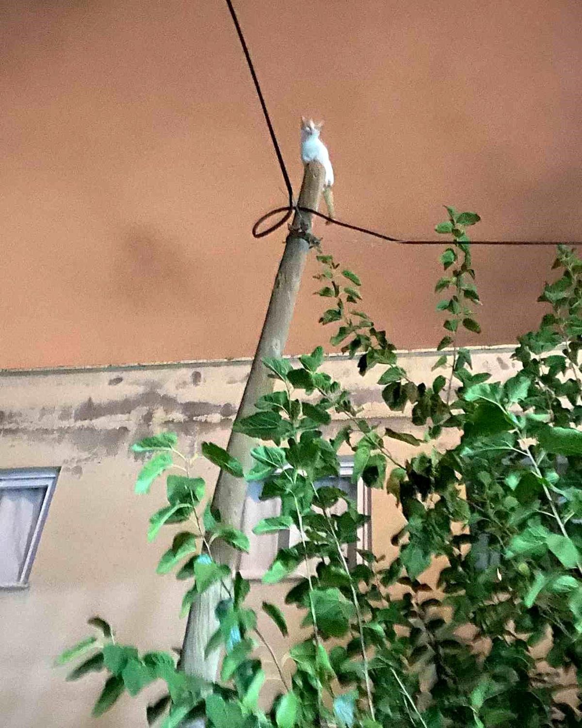 Hatay\'da Mahsur Kedi İtfaiye Tarafından Kurtarıldı