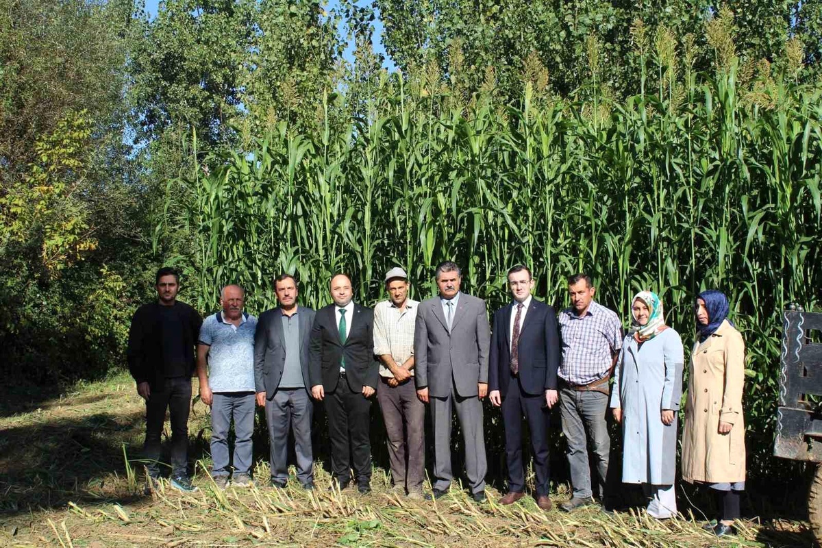 Tokat\'ta Sorgum Sudan Otu Melezi Başarıyla Hasat Edildi