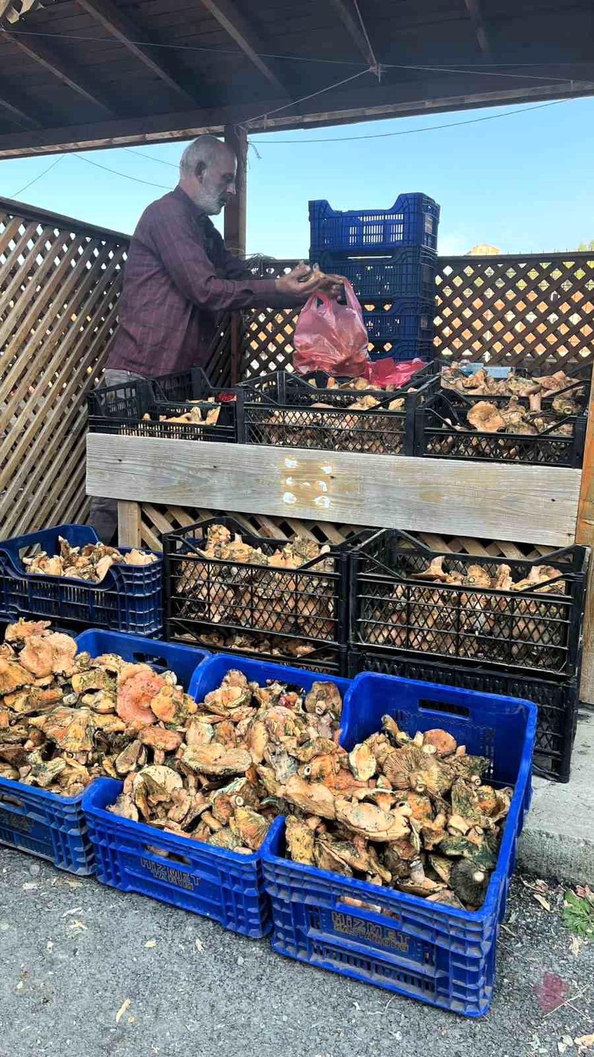Türkeli\'de Mantar Bolluğu