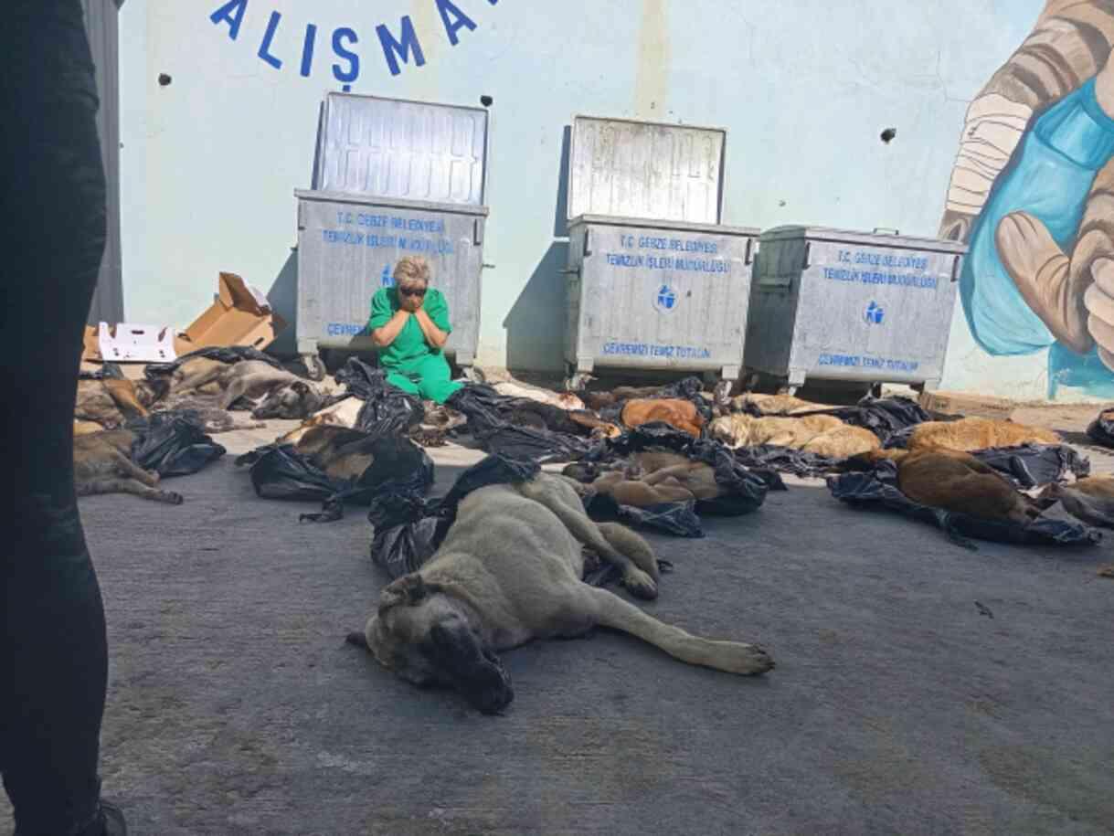 Belediyenin bakım merkezinde hayvan katliamı