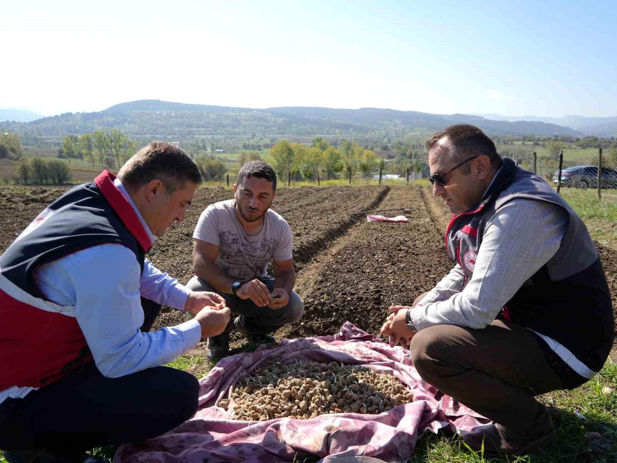Kastamonu\'da Salep Üretimi Artıyor