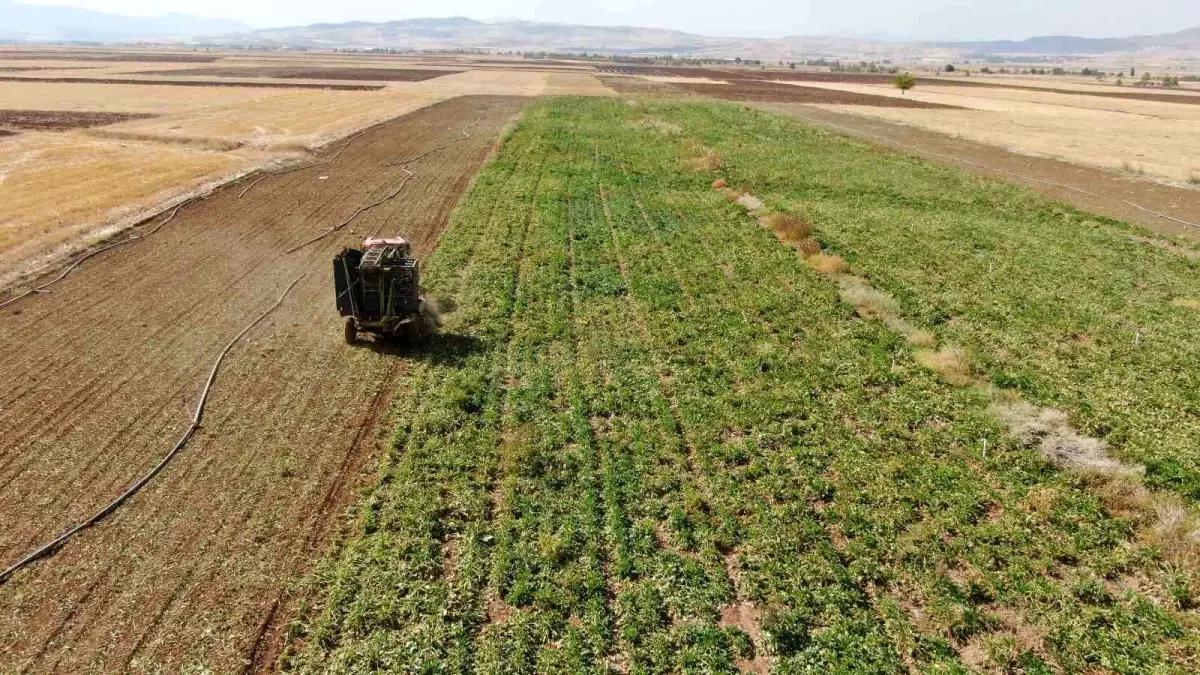 Elazığ\'da Pancar Hasadı Başladı