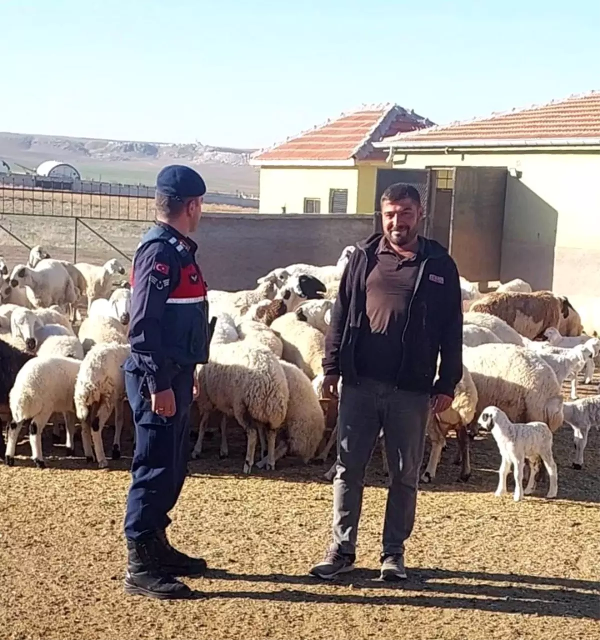 Jandarma Dron ile Kaybolan Hayvanları Buldu