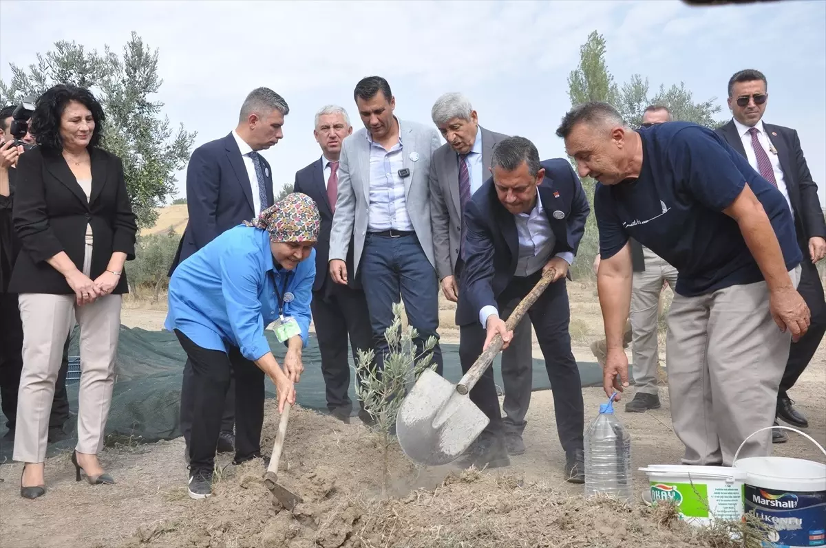 CHP Lideri Özgür Özel, Zeytin Hasadı Yaptı