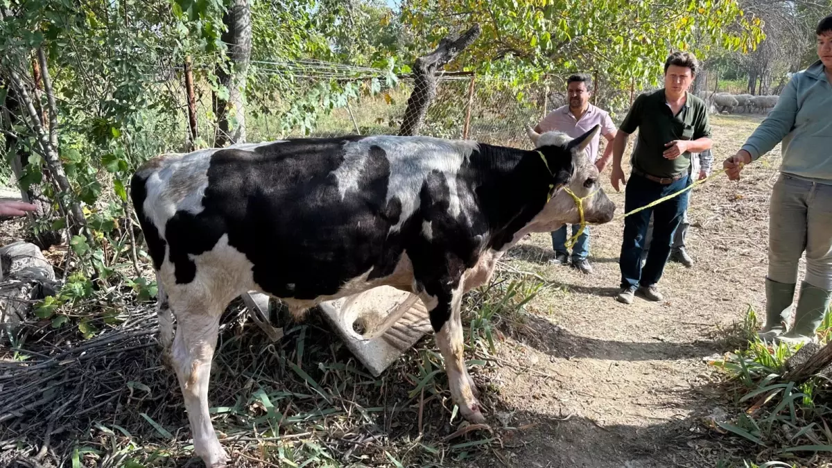 Burdur\'da İnek Kuyuya Düşüp Kurtarıldı