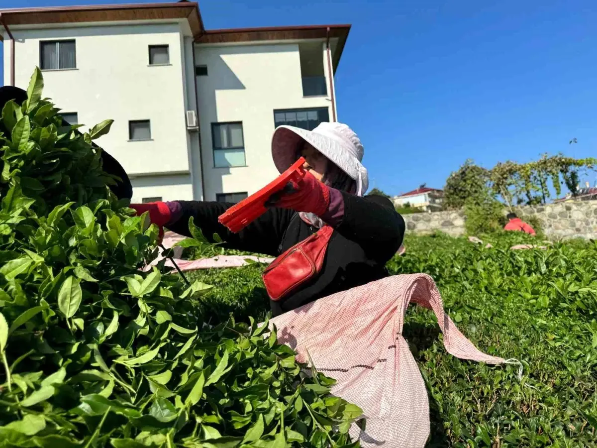 Rize\'de 4. Çay Sürgünü Hasadı Başladı