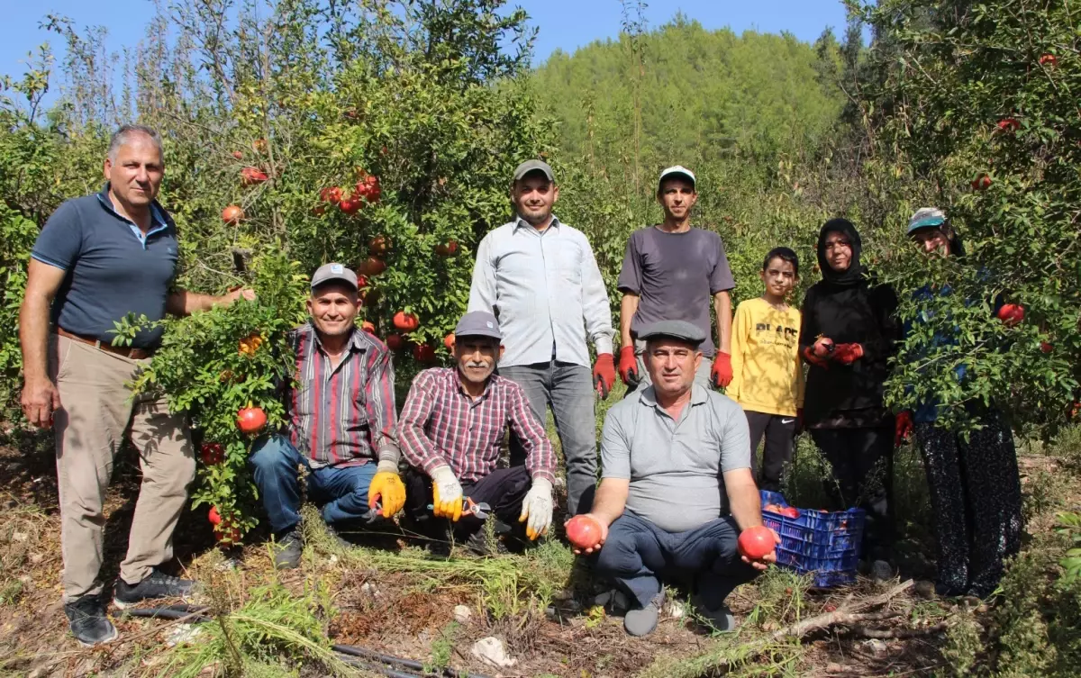 Kumluca\'da Nar Hasadı: 250 Bin Ton Beklenti