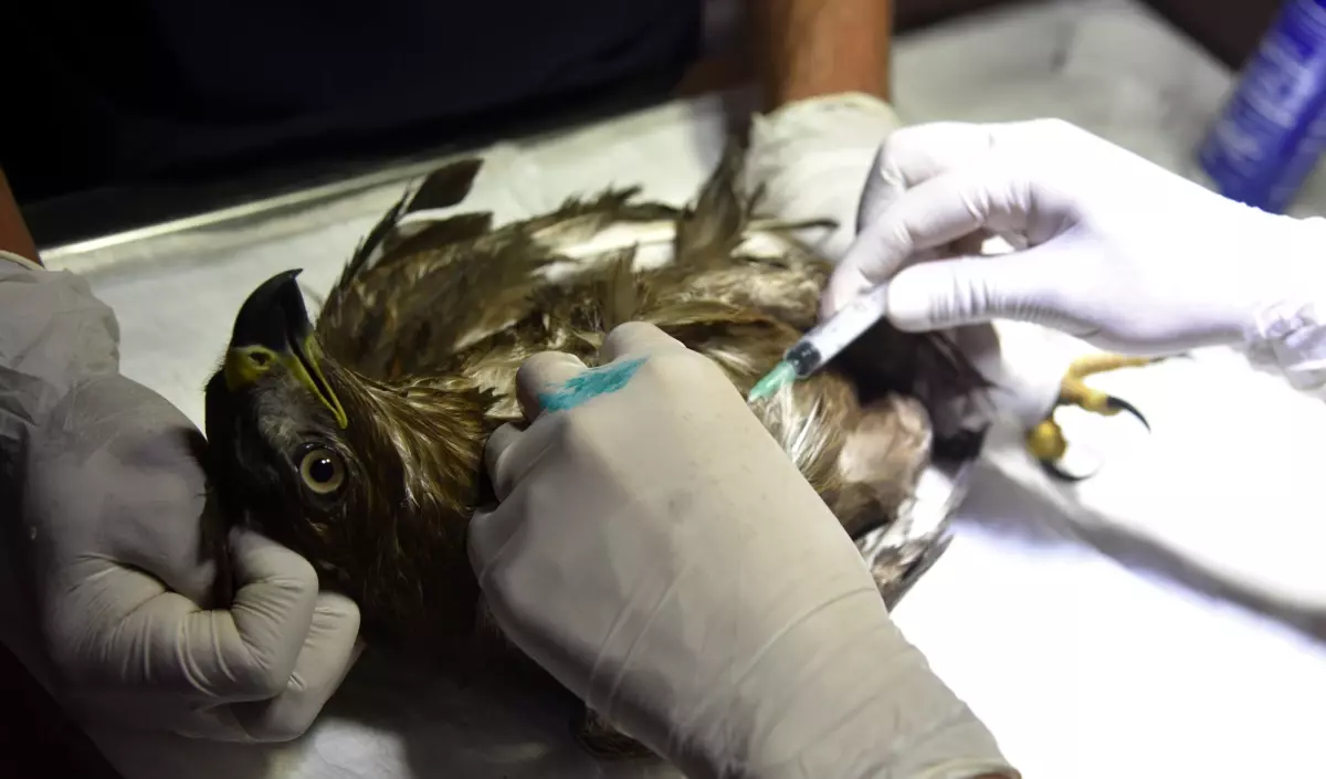 Nesli Tehlikedeki Puhu Kuşu Tedavi Altında