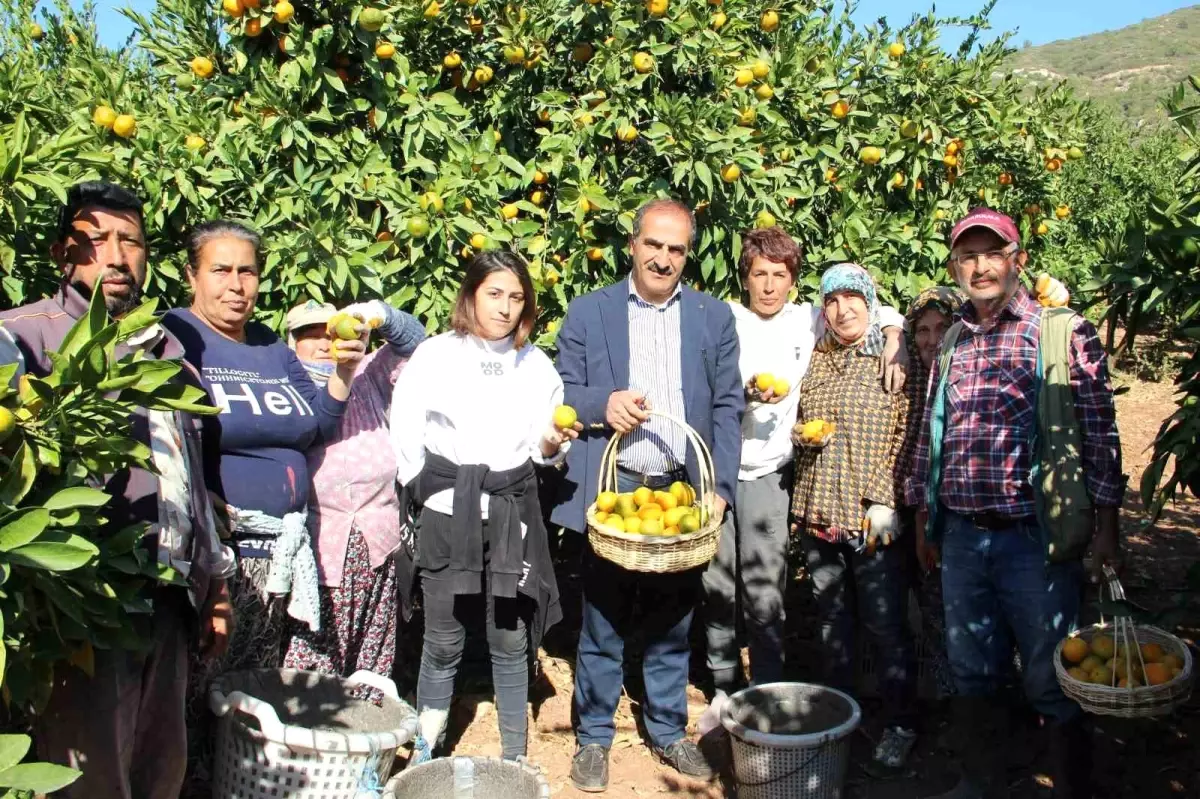 Satsuma Mandalina Hasadı ve İhracat Zamanı