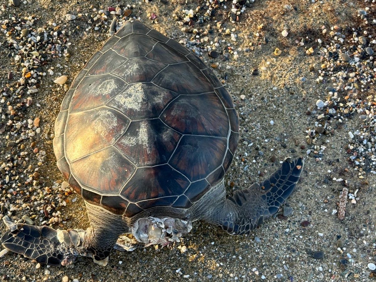 Alanya\'da Ölü Caretta Caretta Bulundu