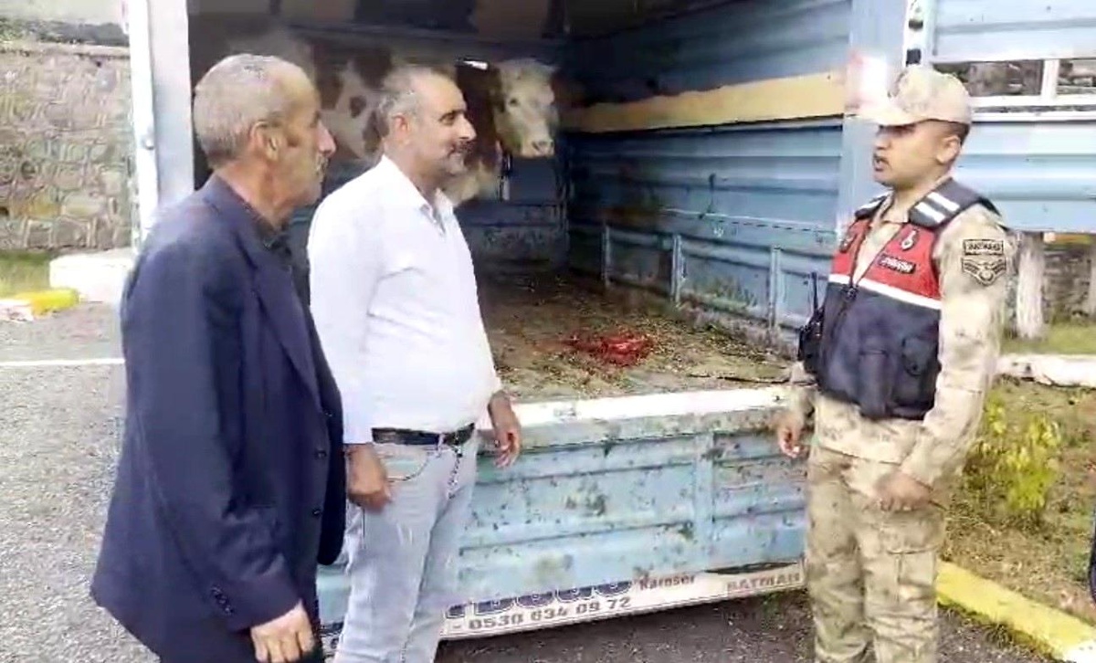 Çalınan Büyükbaş Hayvan Jandarma ile Bulundu