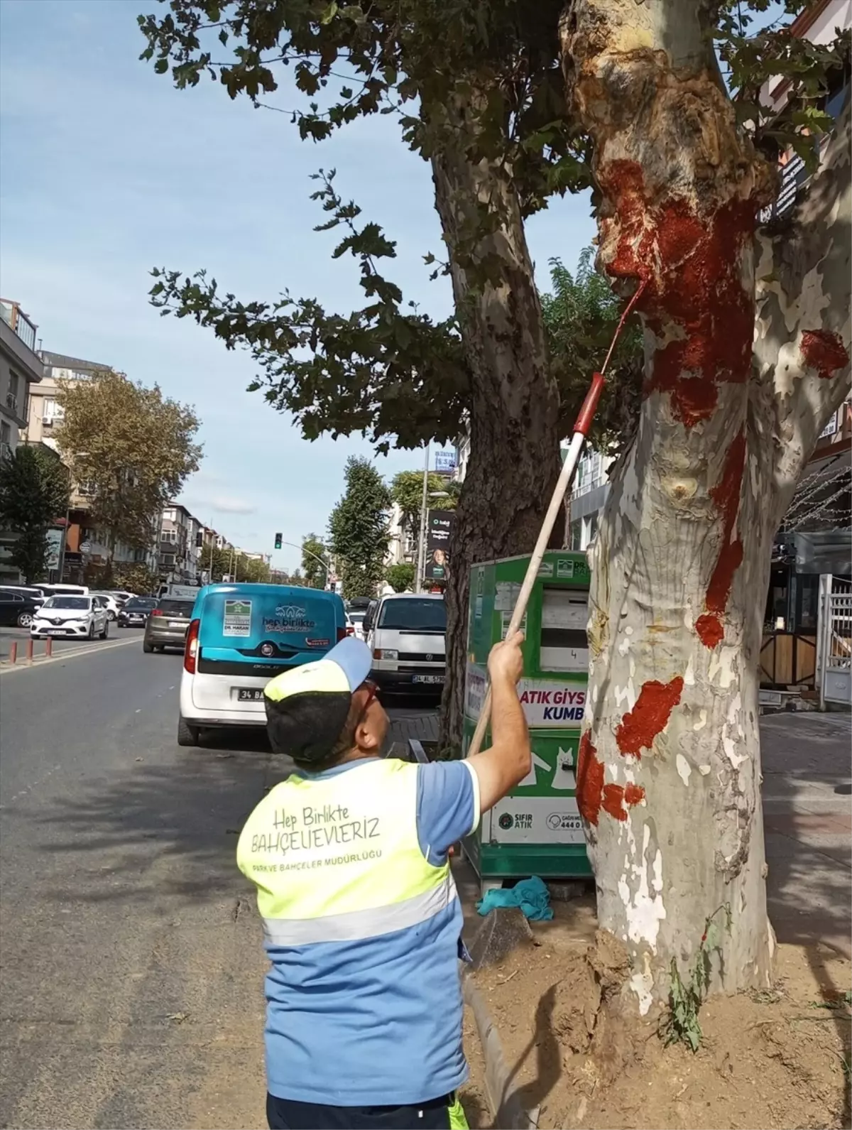 Çınar Ağacına Aşı Uygulaması