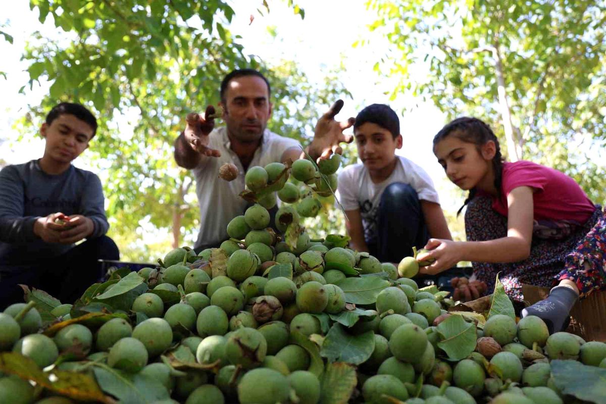 Elazığ\'da Ceviz Hasadı Başladı