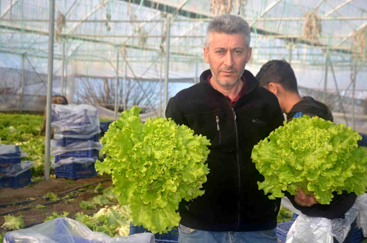Bilecik\'te Marul Fidesi Dağıtımı