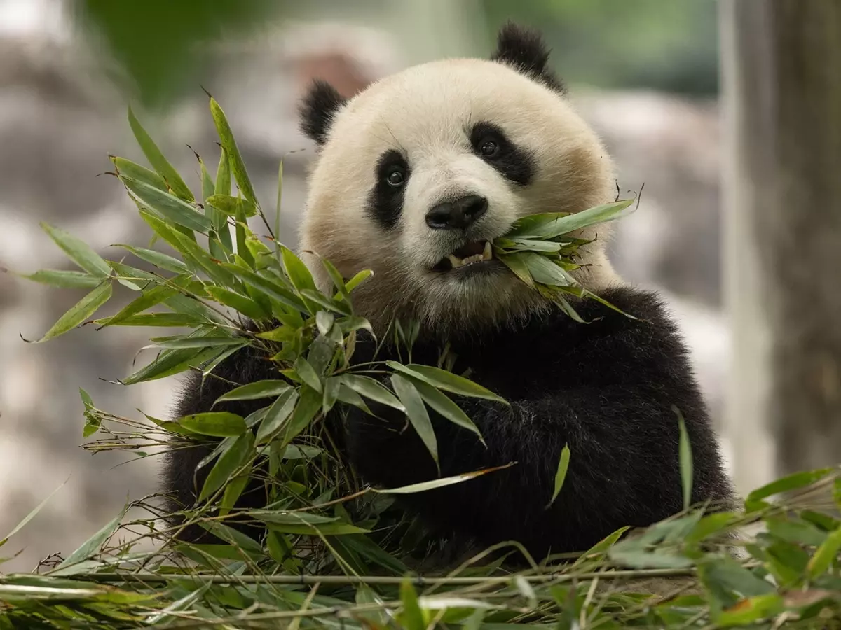 İki Yeni Panda ABD\'ye Geliyor