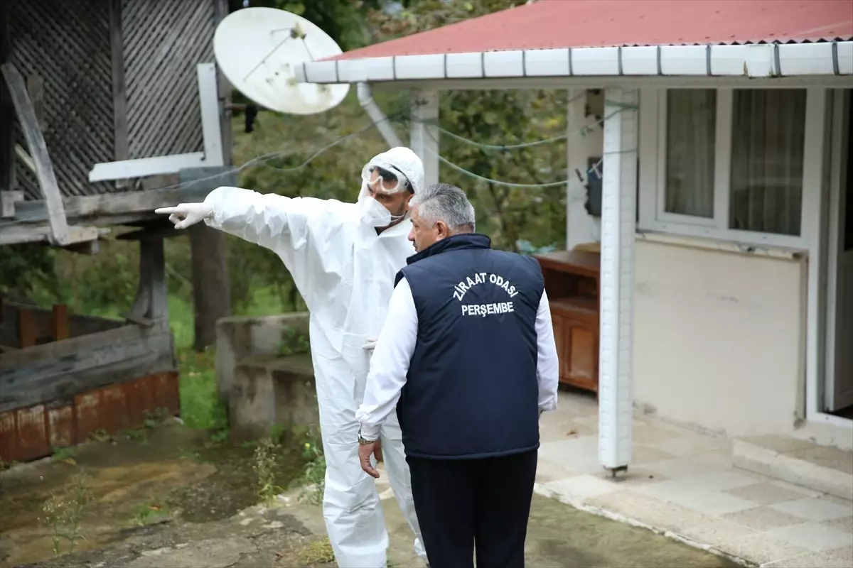 Kahverengi Kokarca ile Mücadele Başladı