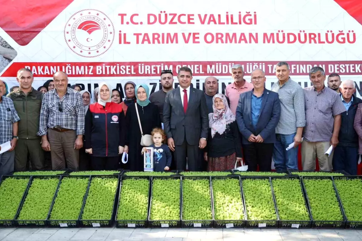 Düzce\'de 250 Bin Marul Fidesi Dağıtıldı