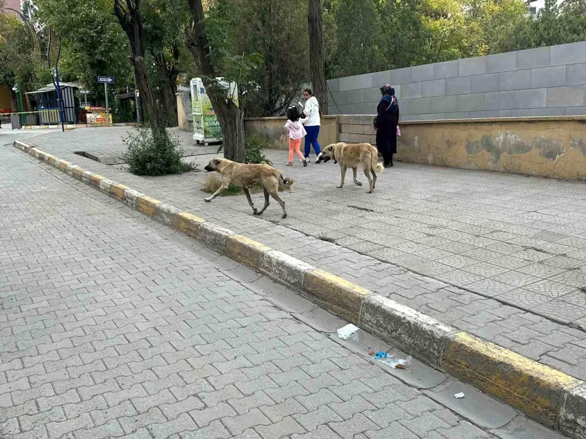 Sokak Köpekleri Tehlike Saçıyor