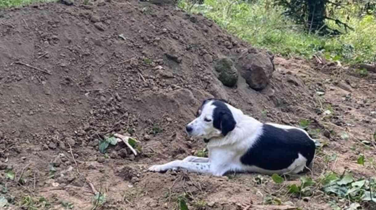 Köpeğin duygularından sadakati gözleri doldurdu ölen sahibinin mezarından bir an olsun ayrılmıyor