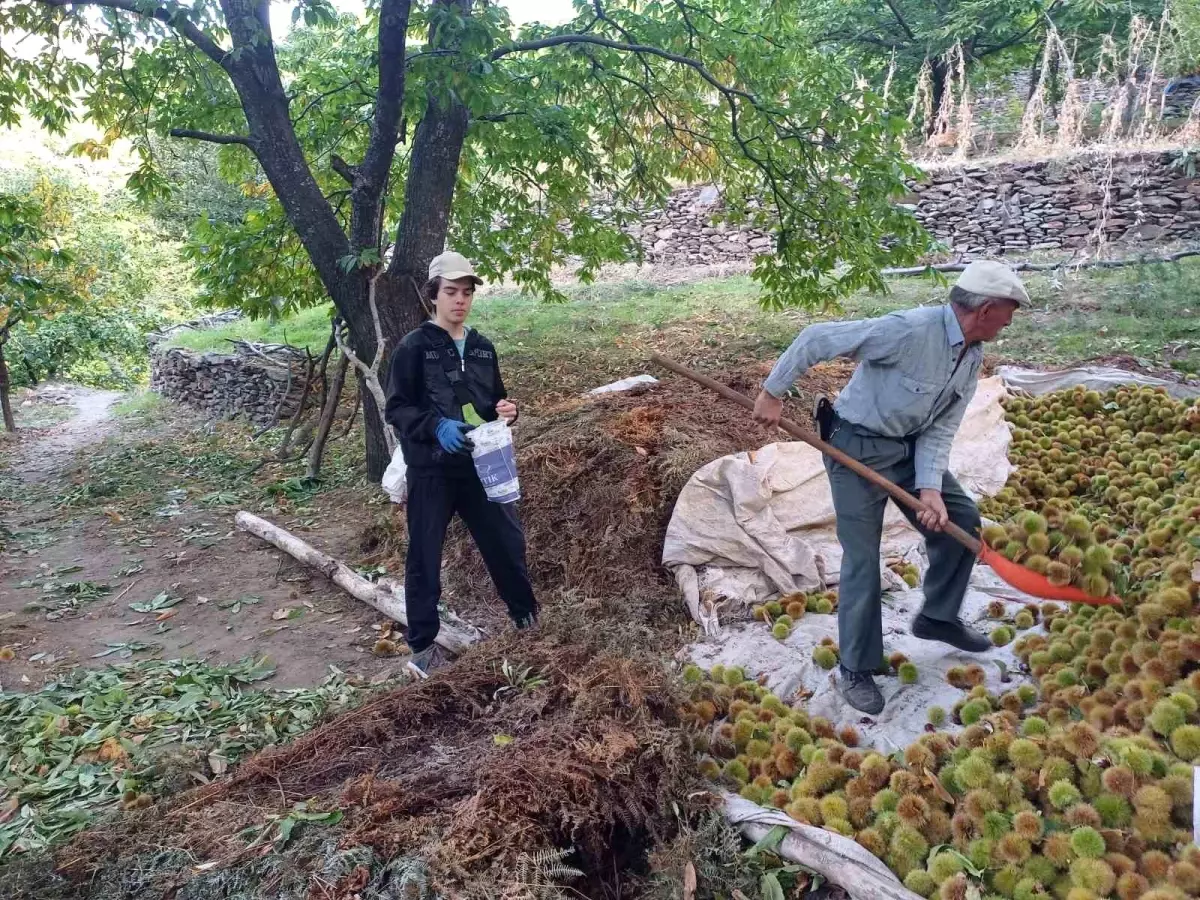 Köşk\'te Kestane Hasadı Başladı