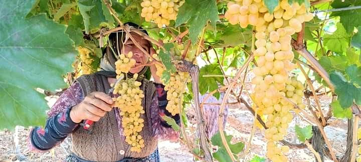 Sarıgöl\'de Üzüm Fiyatları Yükseliyor