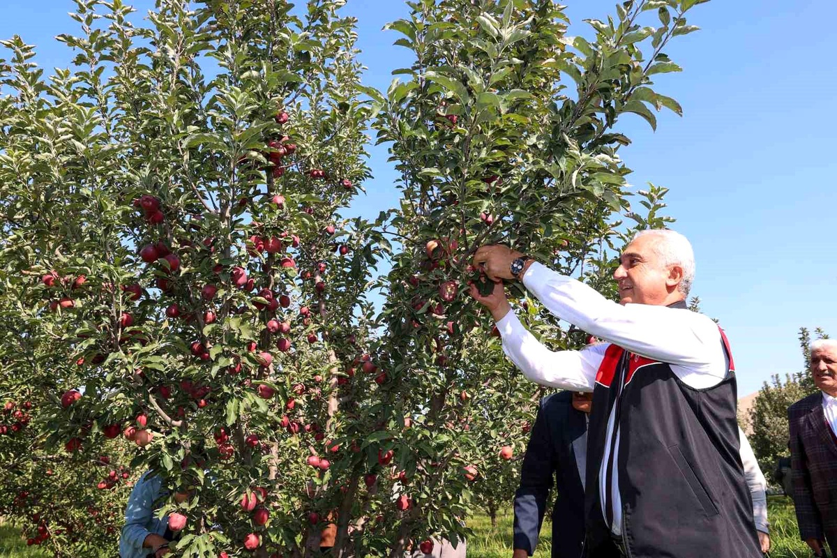 Muş\'ta Elma Hasadı Başladı