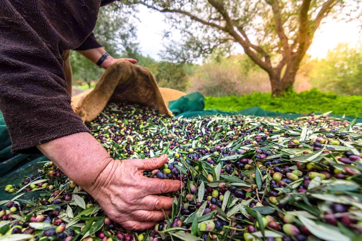 Türkiye Zeytin İhracatında Rekor Kırdı