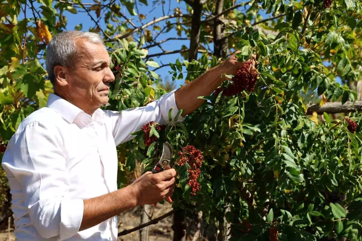 Sumakçı Dede\'nin Aşılama Başarısı