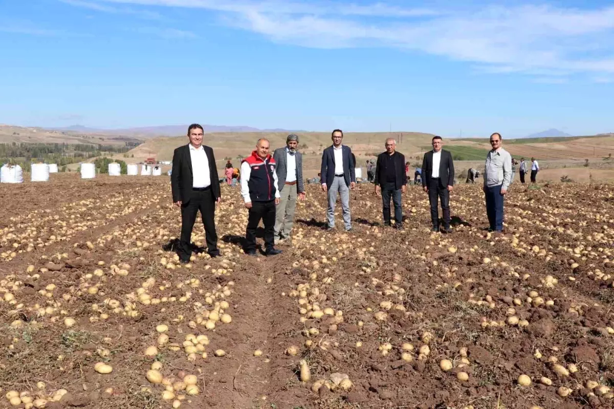 Sivas\'ta Patates Üretimi Artıyor