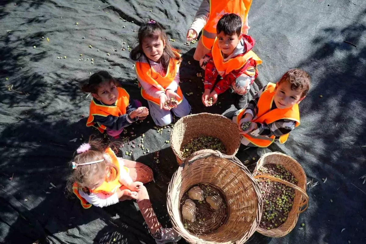 Zeytin Hasat Sezonu Başladı