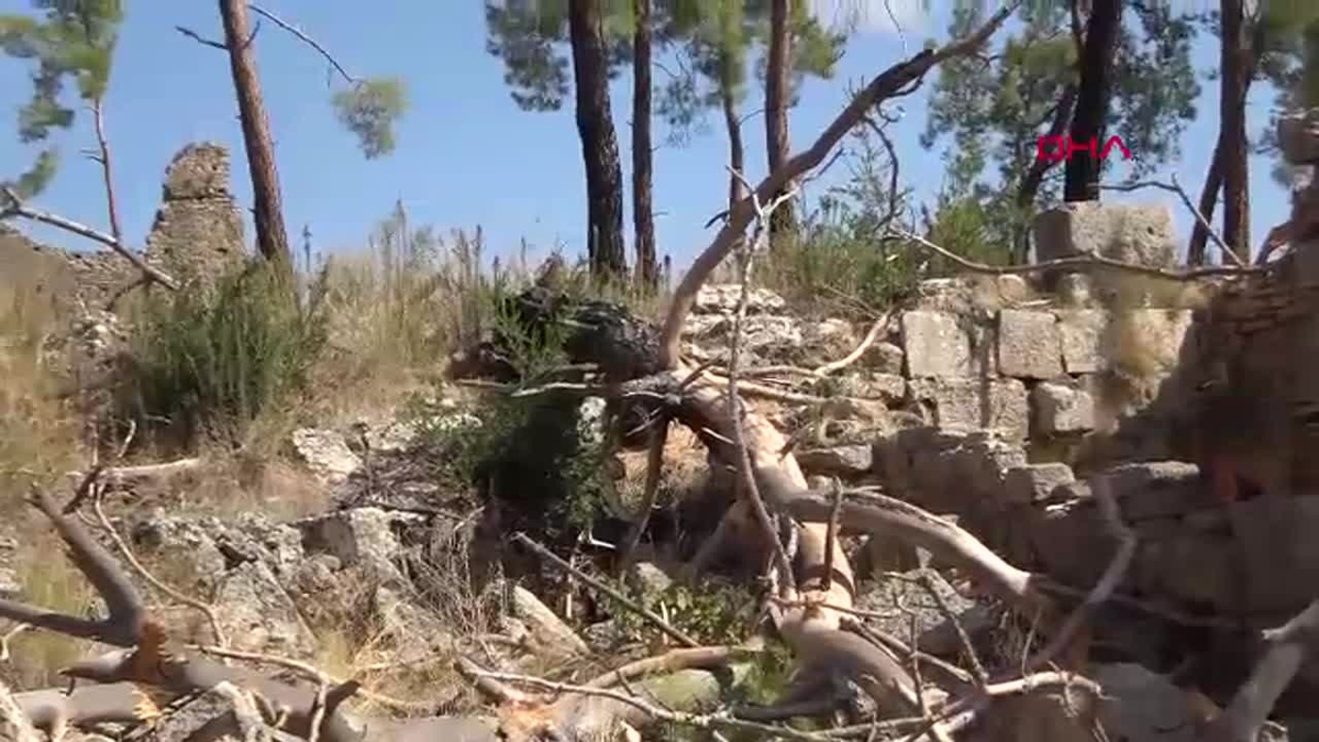 Yangın Sonrası Antik Kentte Ağaçlar Yıkılıyor
