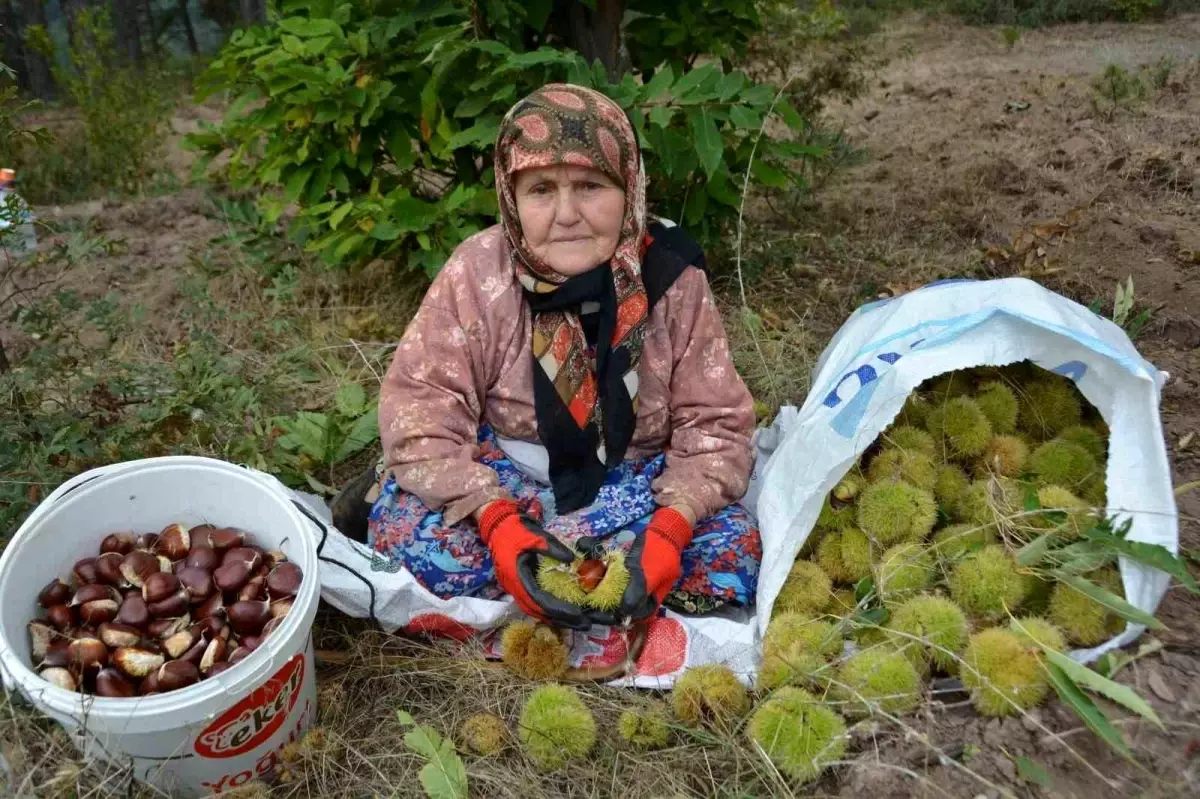 Bigadiç\'te Kestane Hasadı Başladı