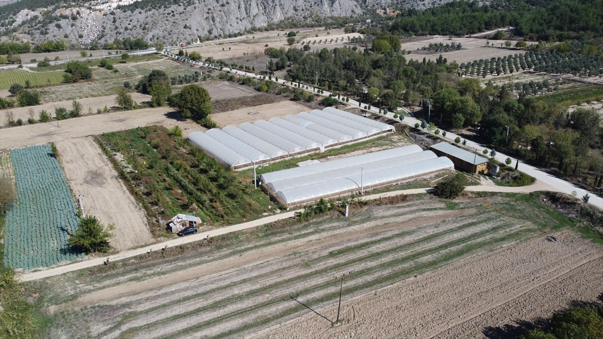 Bilecik\'te 1 Milyon Marul Fideleri Dağıtıldı