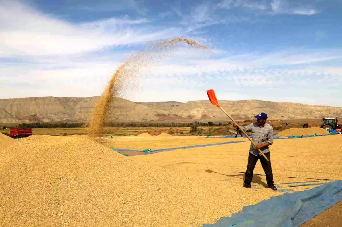 Kırıkkale\'de Çeltik Hasadı Başladı