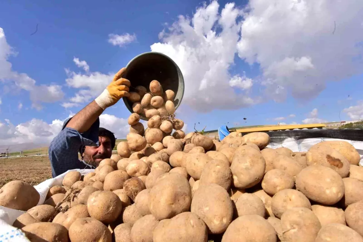 Ahlat\'ta Patates Hasadı Başladı