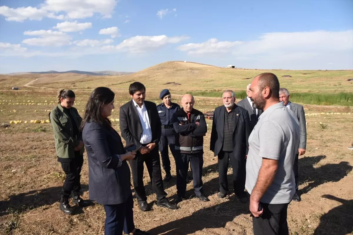 Kaymakam Bozkır, Kabak Çekirdeği Hasadına Katıldı