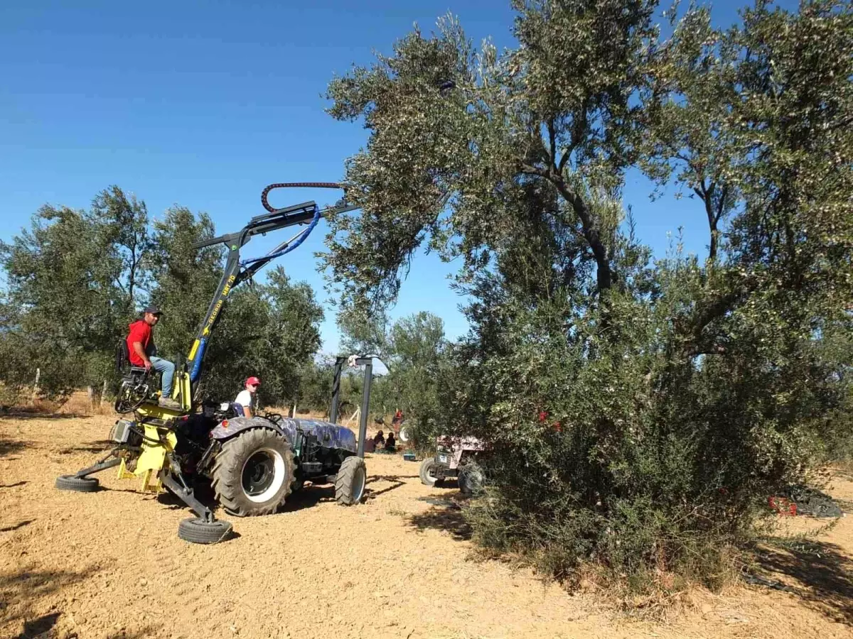 Zeytin Hasadı İçin Yerli Makine Üretimi