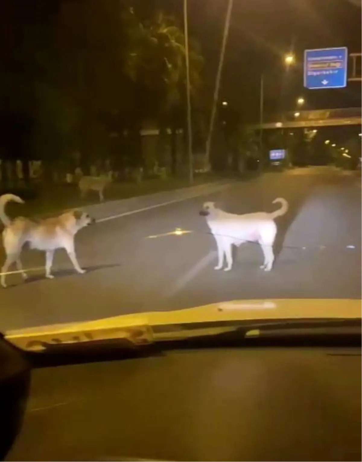 Adıyaman\'da Sokak Köpekleri Kazalara Sebep Oluyor