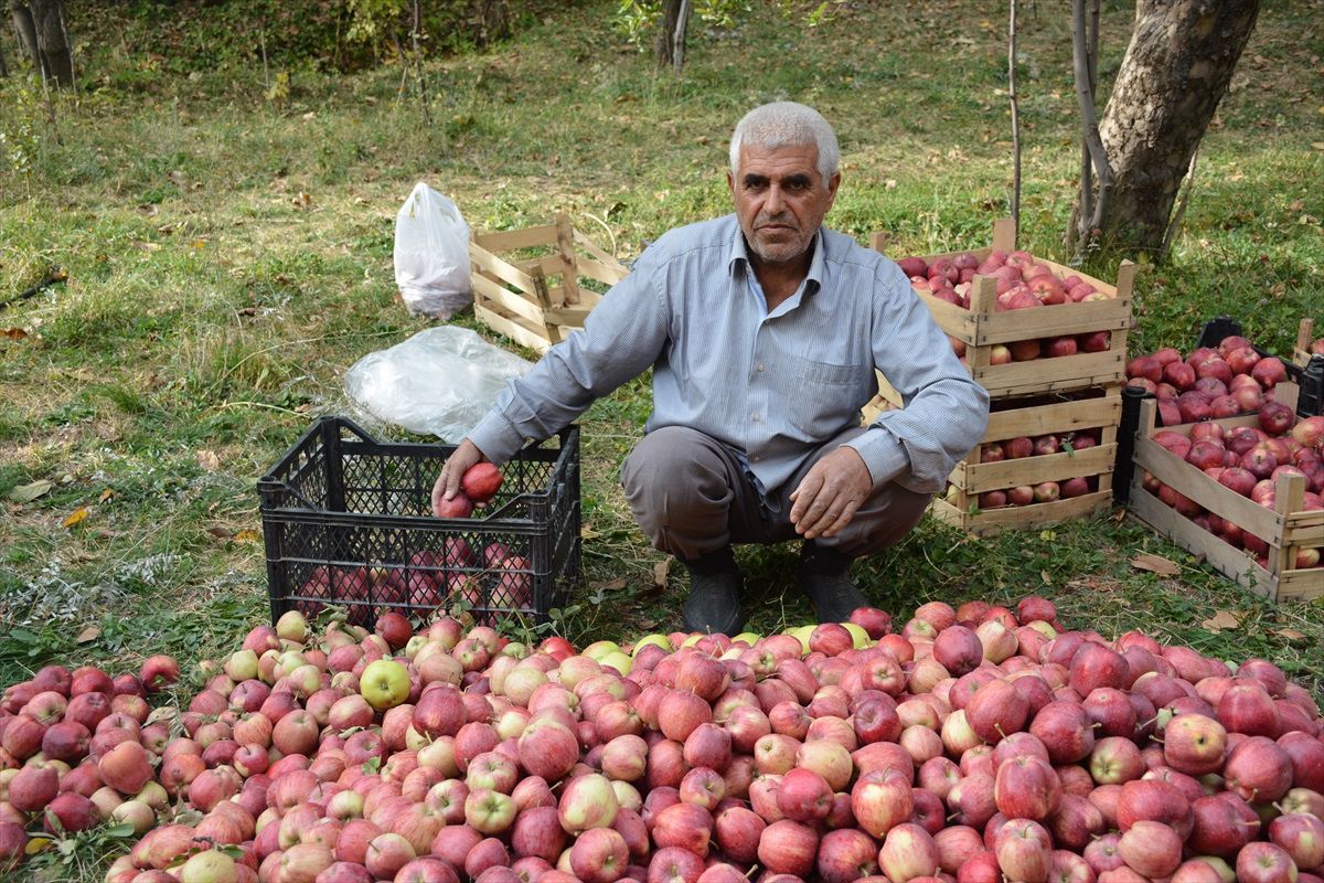 Hakkari\'de Elma Hasadı Başladı