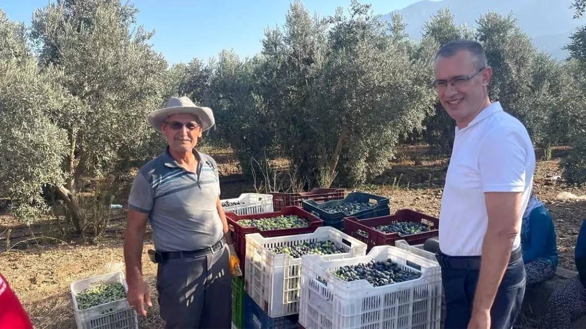 Zeytin Hasadı ve Üretimin Önemi