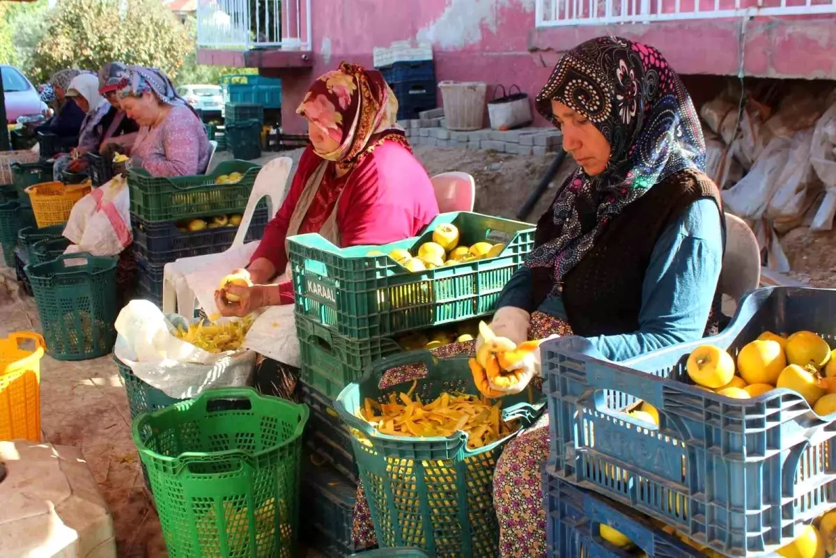 Alaşehir\'de Cennet Hurması Talebi Patladı