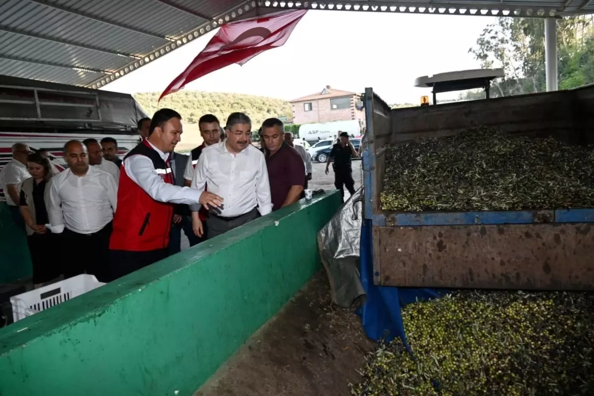 Vali Yılmaz Zeytin Hasadına Katıldı