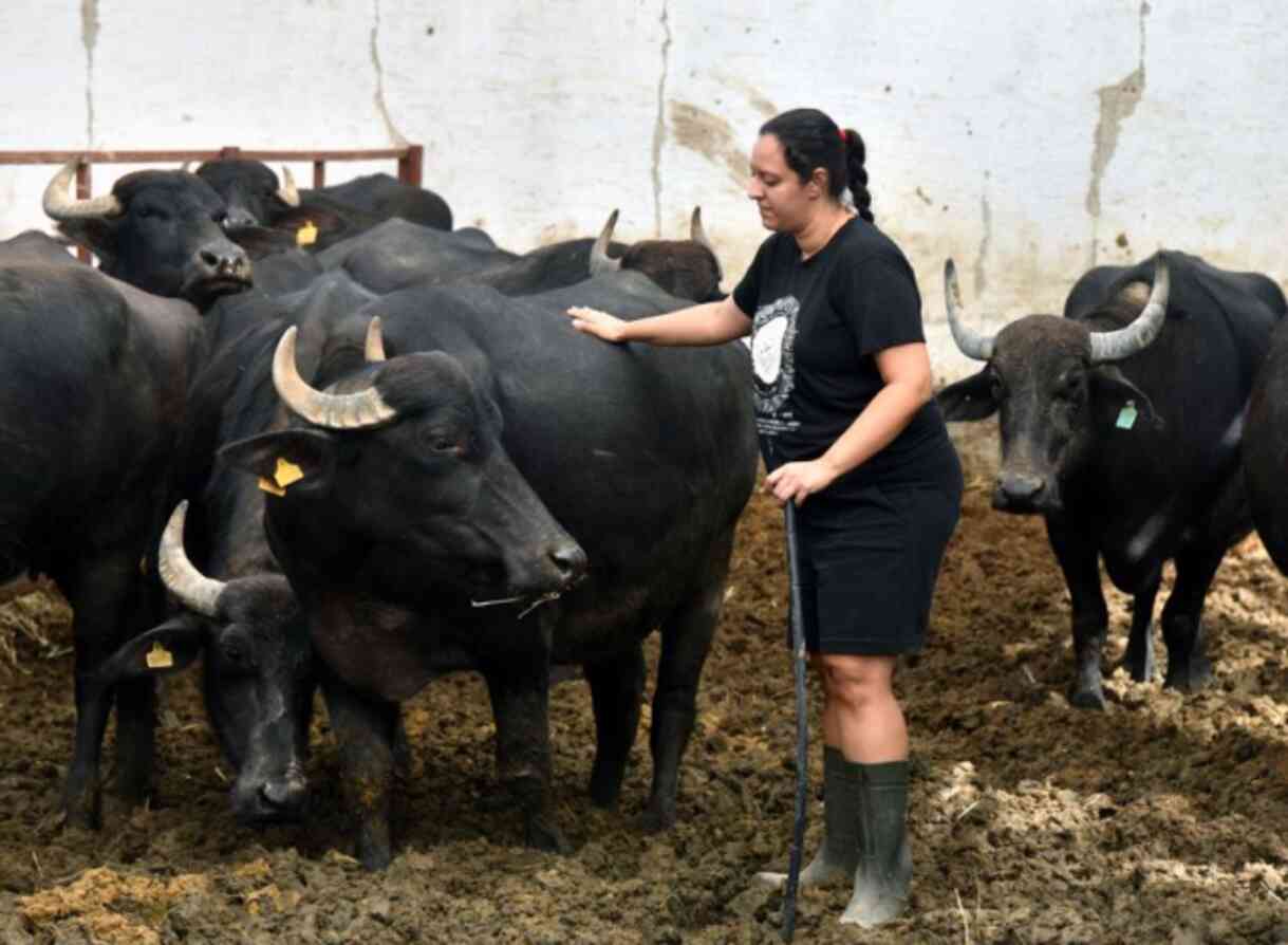 Pelin Barlas: İşsiz Kalınca Manda Çiftliği Kurdu Pelin Barlas: İşsiz Kalınca Manda Çiftliği Kurdu