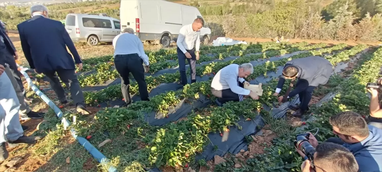 Vali Akın Hüyük\'te Çilek Hasadına Katıldı