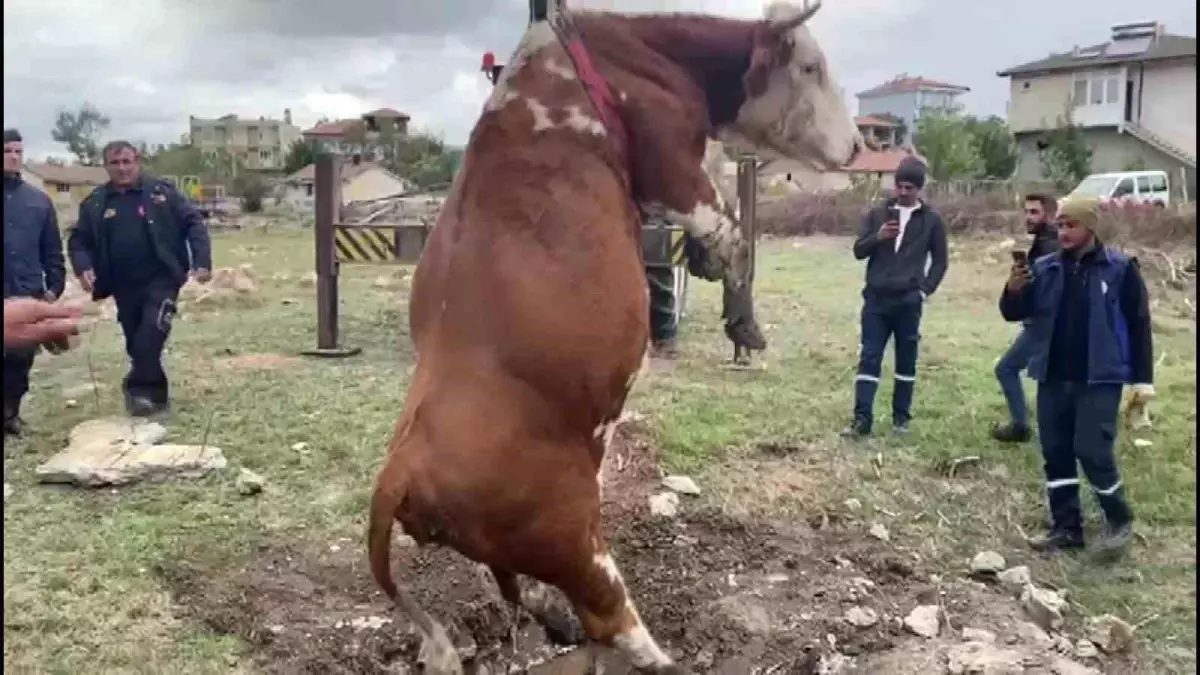 Amasya\'da Çukura Düşen İnek Vinçle Kurtarıldı