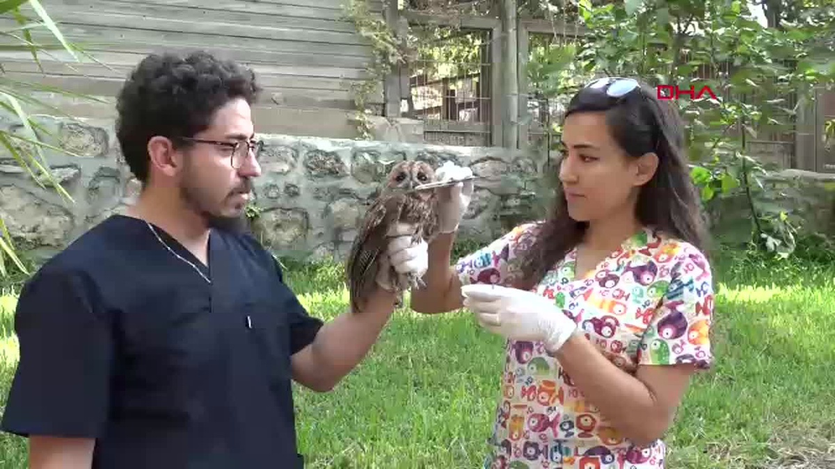 Antalya\'da Yaralı Baykuş Tedavi Ediliyor