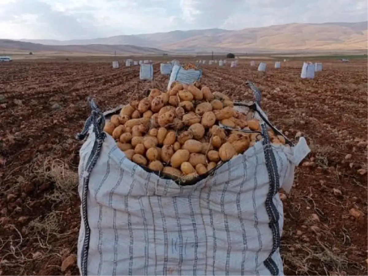 Malatya\'da Patates Hasadı Başladı